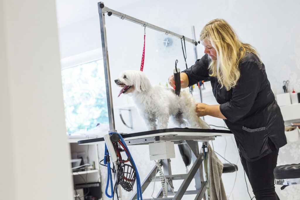 Dog Grooming Business