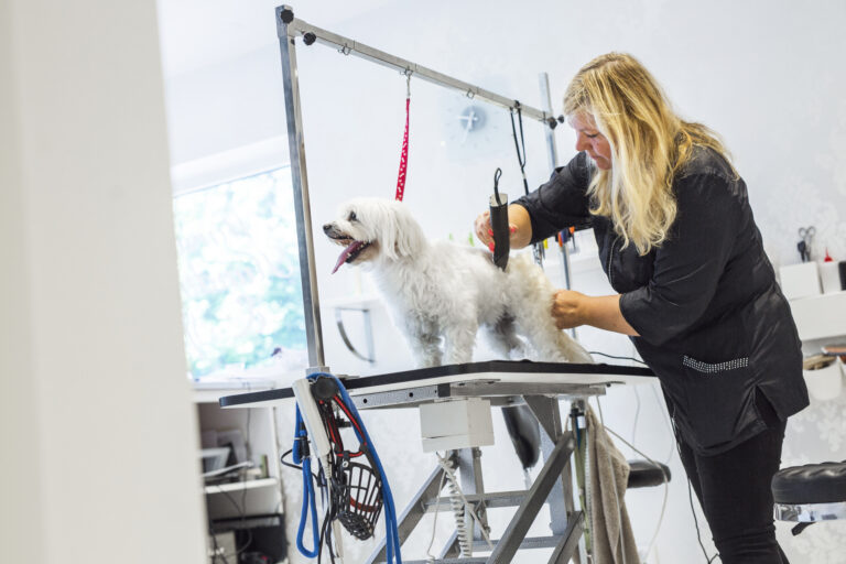 Dog Grooming Business